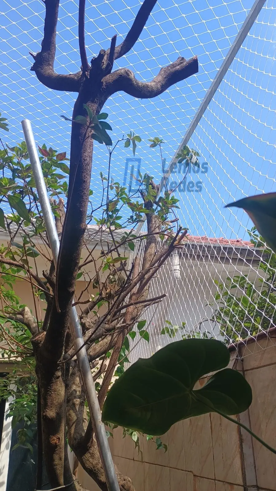 Rede Antifuga para Gatos, Redes Lemos