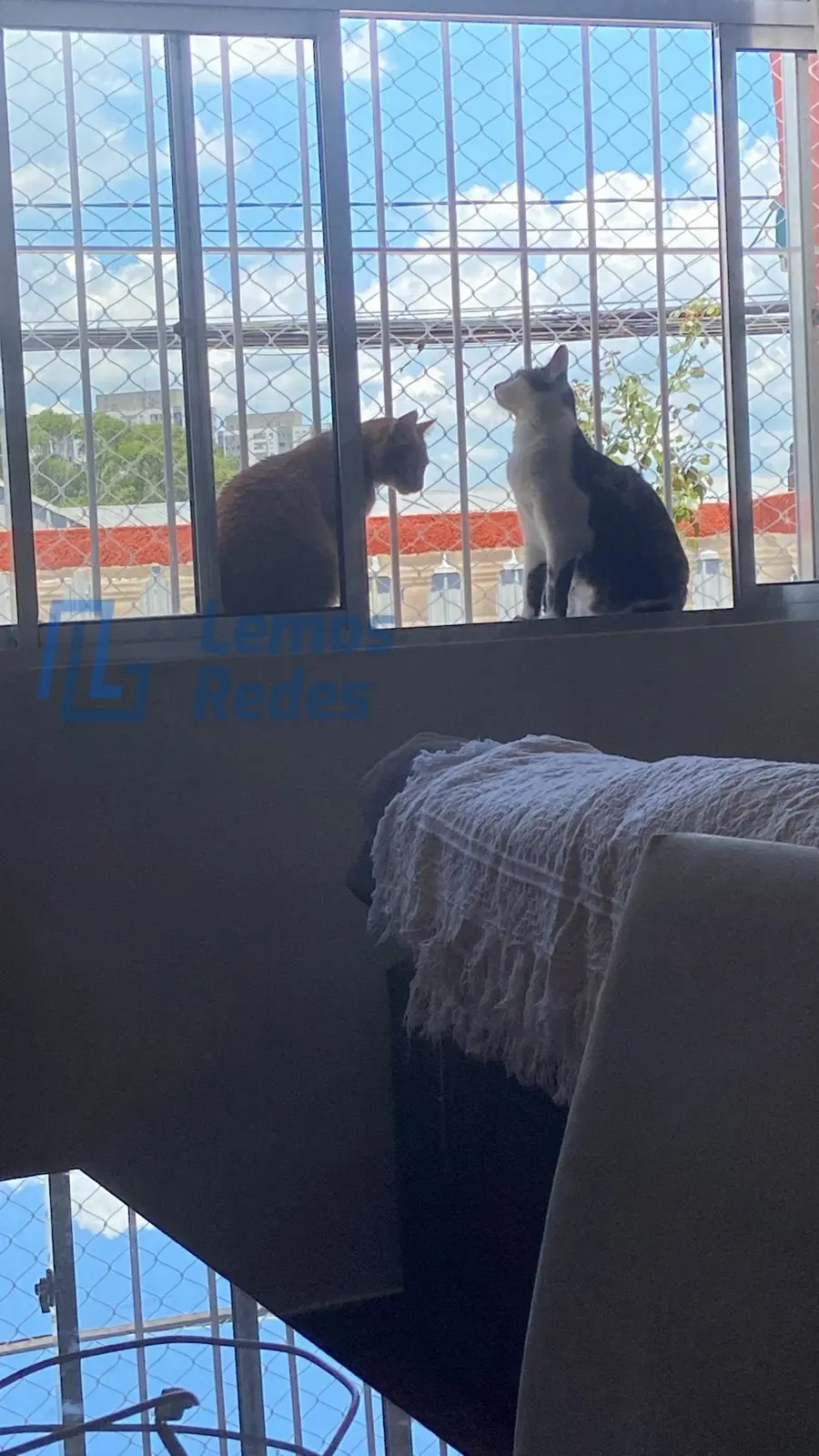 Proteção para Pets, Redes Lemos