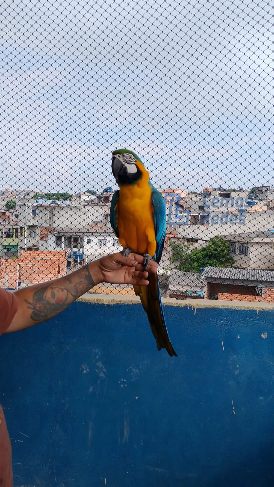 Proteção para Pets, Redes Lemos