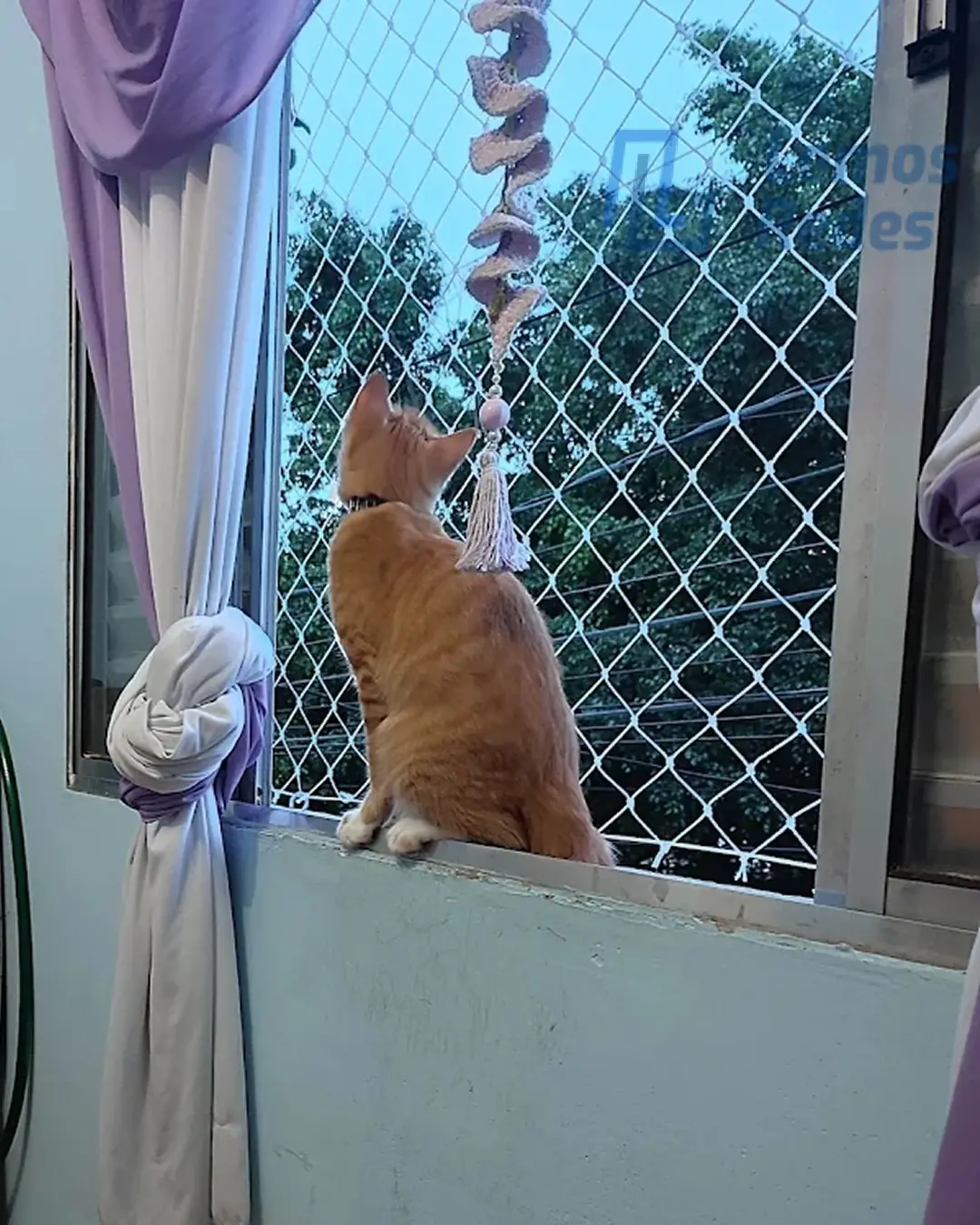 Proteção para Pets, Redes Lemos