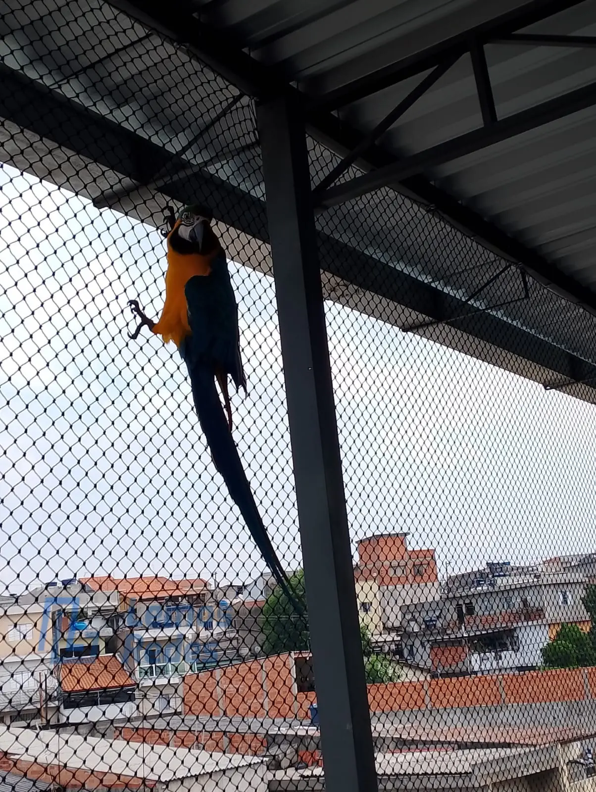 Proteção para Pets, Redes Lemos