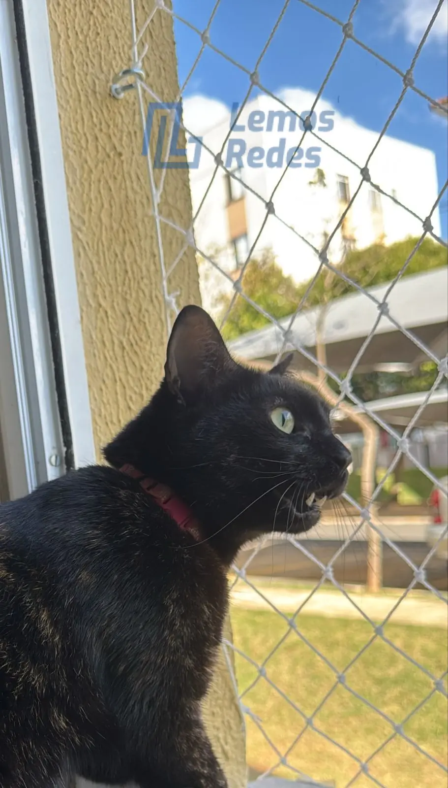 Proteção para Pets, Redes Lemos