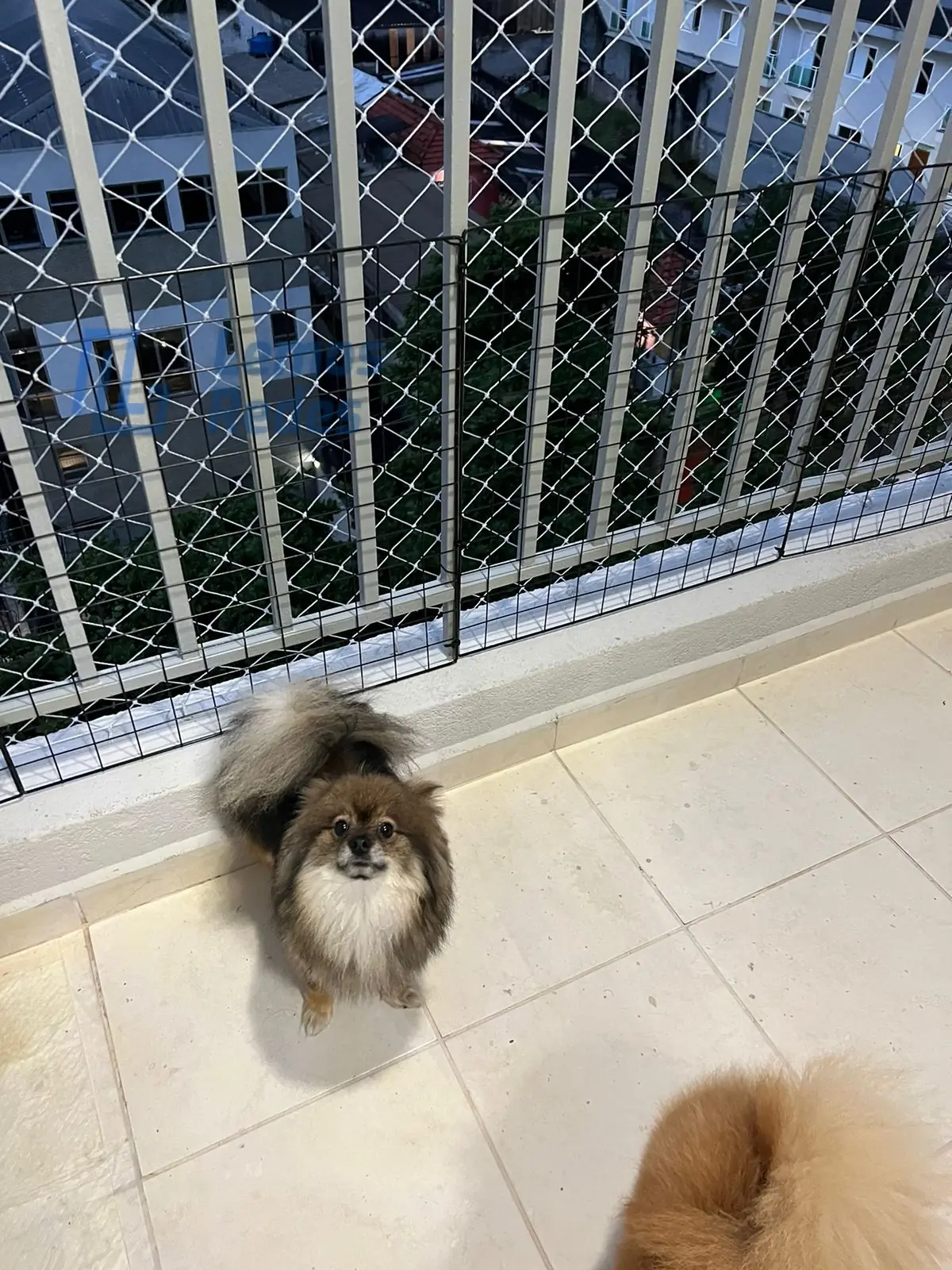 Proteção para Pets, Redes Lemos