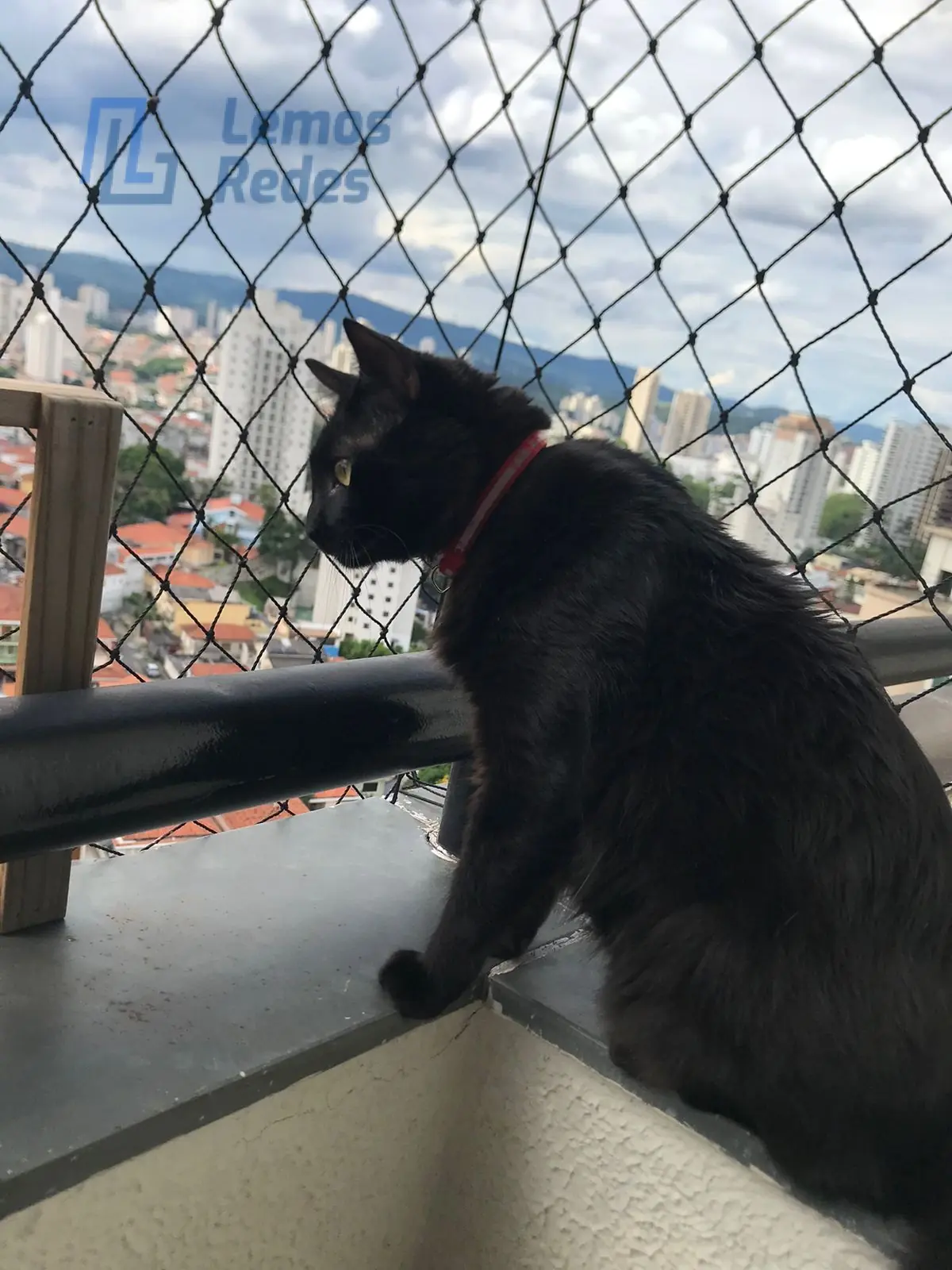Proteção para Pets, Redes Lemos
