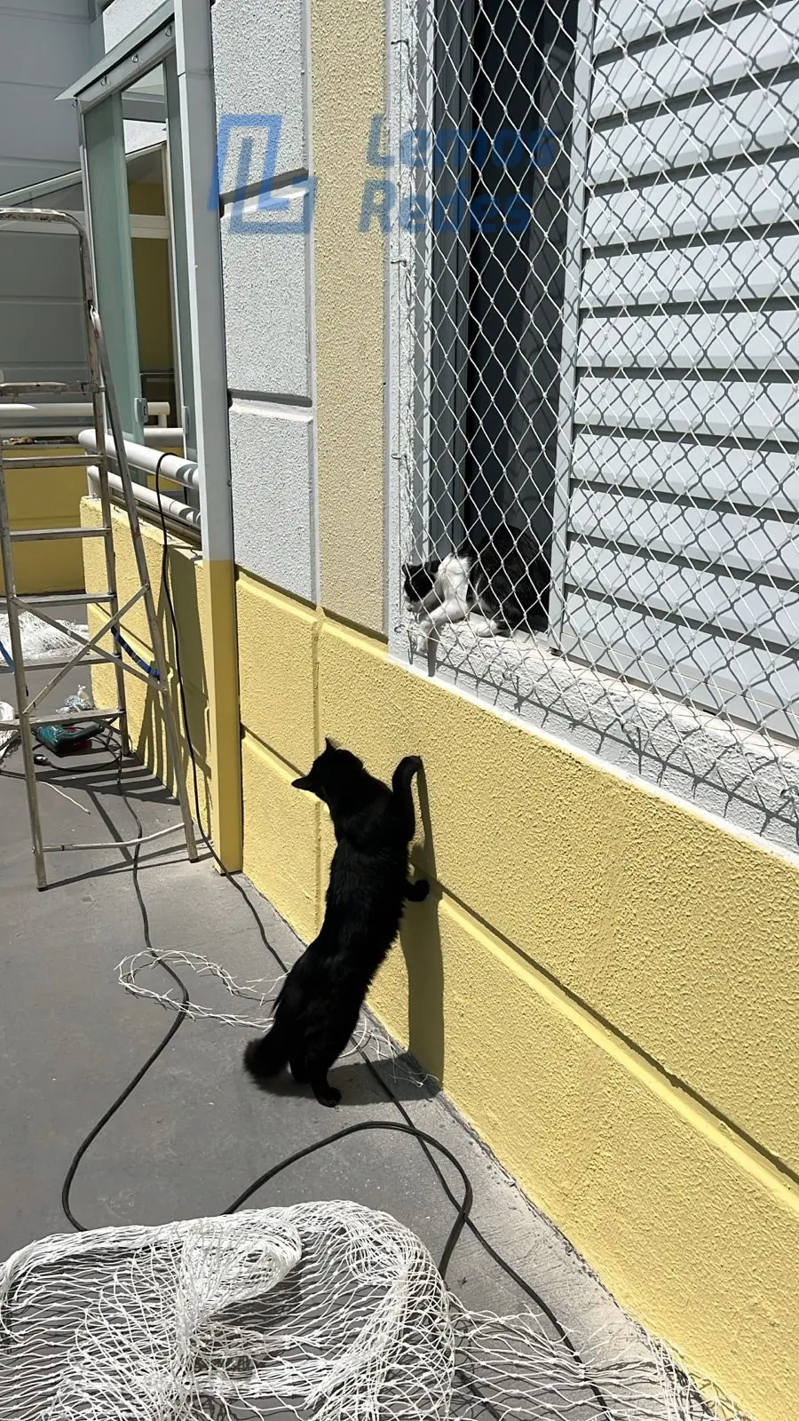 Proteção para Pets, Redes Lemos